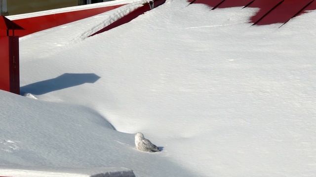 Белая (полярная) сова смотреть онлайн