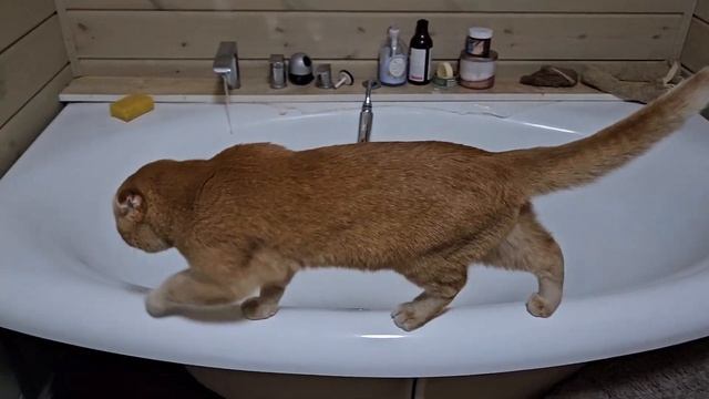 Жизнь у Оки в межсезонье. Коту Абрикос год.