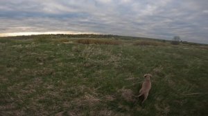 Поработали по курам