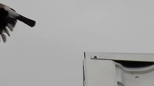 ДОБРОЕ УТРО Птица счастья уже летит к тебе смотреть онлайн