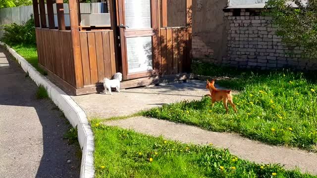 Пинчер и Болонка Утренняя Прогулка Маленькие Собачки Мой Дворик смотреть онлайн