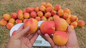 Абрикос Нельсон.Сорт абрикосу Нельсон.