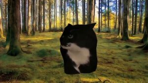 360° maxwell cat maxvell cat Максвелл кот