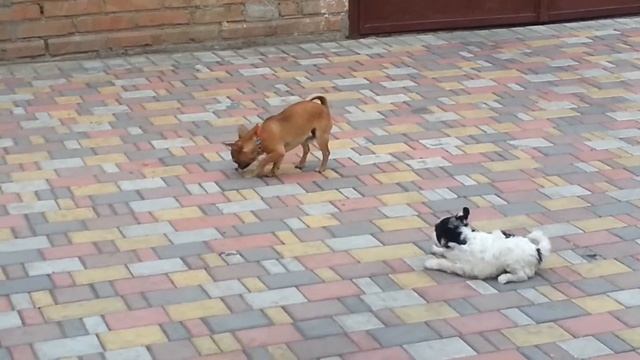 китайская хохлатая пуховик щенки смотреть онлайн