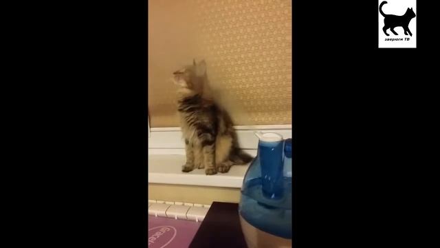 Коты разбойники 13 эп Рысь в гостях у кота Лучшие приколы ноябрь 2016 смотреть онлайн