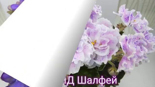 Фото фиалок с названиями смотреть онлайн