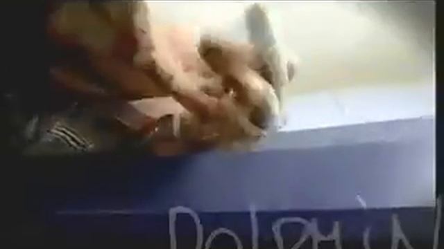 Дельфин - дилер