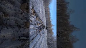 Лебедка 131 на МТЗ трулеет в гору