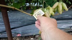 Виноград Дамский угодник(Калугин В. М.) 20.08.24г.Виноград?