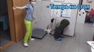 Ветеринарные будни! Прием №15