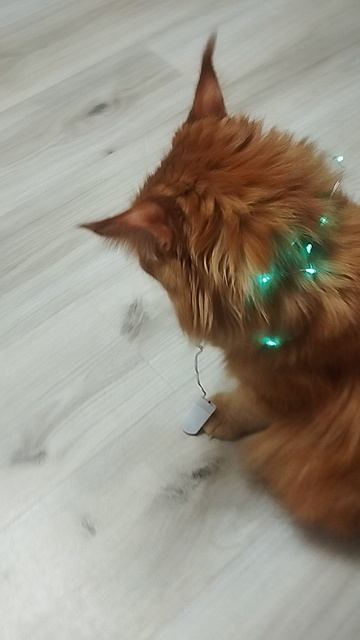 Как из обычного кота сделать аварийное освещение