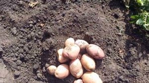 Снегирь. Ранний вкусный сорт картофеля. 2024 год.