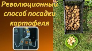 Дачникам на заметку! Революционный способ выращивания картофеля в траве без копки