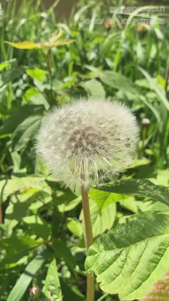 Живая музыка природы: соловьиная трель и лягушачий хор в нашем ЖК Ривер Парк Королев 🎶🐸🐦 смотреть онлайн