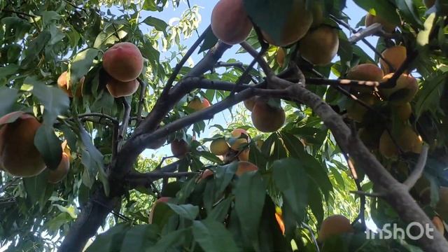 Персик Кросби