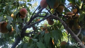 Персик Кросби