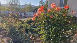 Роза Ламбада