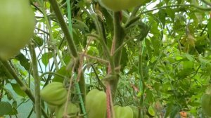 Томат РАДУГА ВКУСА ( В.Г.Алифирова)