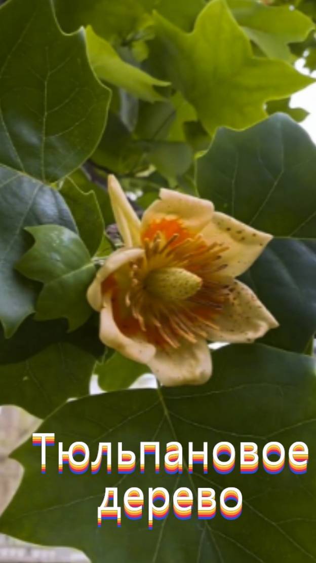 Лириодендрон тюльпановый цветёт в дендропарке Южные культуры смотреть онлайн