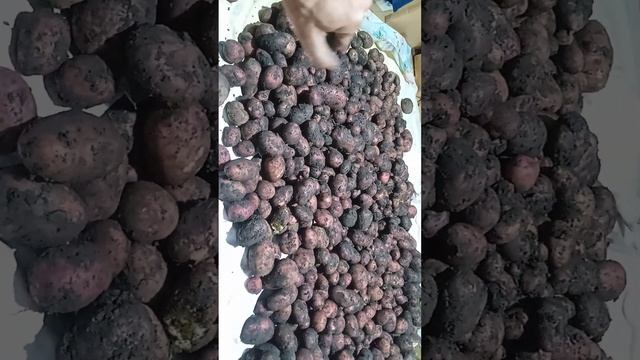 результат сбор картошки 1й день смотреть онлайн