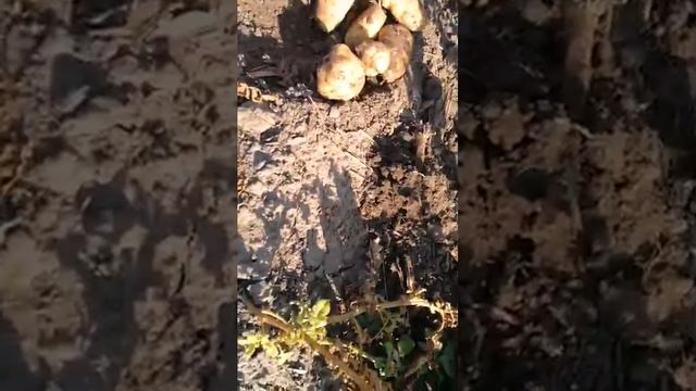 Ранній сорт Бюррен, Київська обл. Баришівський р-н