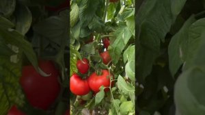 Помидор Каста