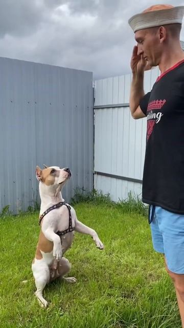 #shortvideo Учим команду СЛУЖИТЬ #amstaff #pitbull #собака #стаффорд #staff #амстафф #питбуль смотреть онлайн