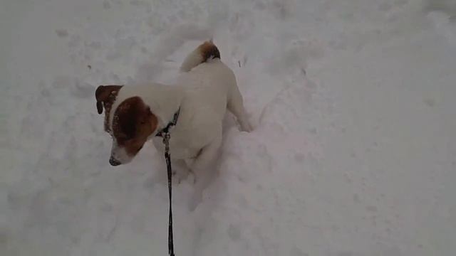 Джек Рассел Терьер Санта смотреть онлайн