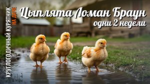 Цыплята Ломан Браун одни 2 недели