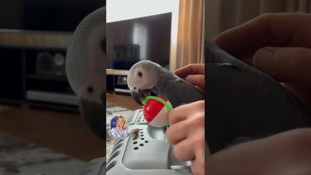 Милые и забавные попугаи смотреть онлайн