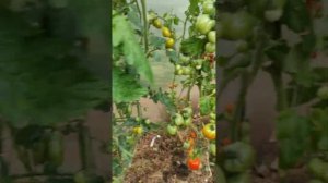 выбираем черри, какие самые сладкие