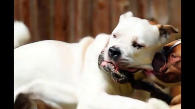 Песня - Ярость - это жизнь!