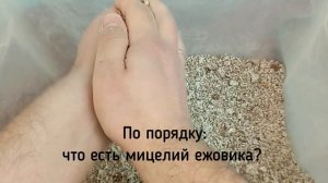 Правда про мицелий ежовика гребенчатого из первых рук