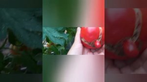 Обзор томата-бердский крупный 1.08.24г.