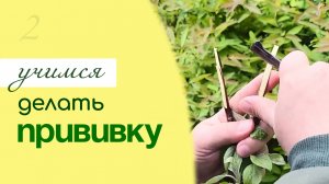ПРИВИВКА плодовых деревьев, УЧИМСЯ ДЕЛАТЬ прививку деревьев