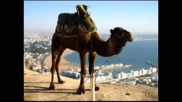 Опа Америка Европа