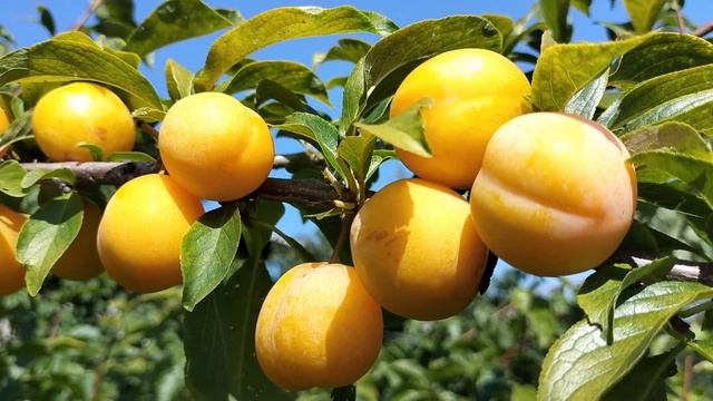 Слива "Хасанка", очень сладкая и вкусная 😋 смотреть онлайн