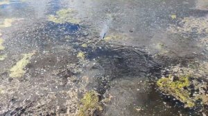 ✅🔥Бросил Гранату в воду🔴 Рыбы узнали АД | ПЕТАРДЫ + О