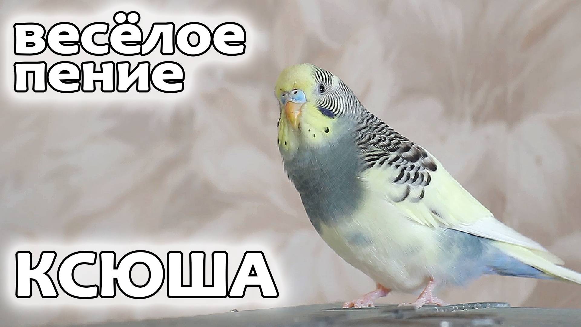 Ксюша-плюша. Весёлое пение для попугайчиков