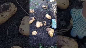 Картошка сорта Алуэт и Королева Анна.