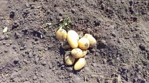 Тулеевский. Потрясающе красивый и вкусный картофель! 2