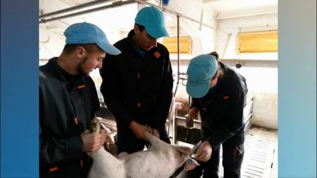 Виробнича практика відділення ветеринарної медицини