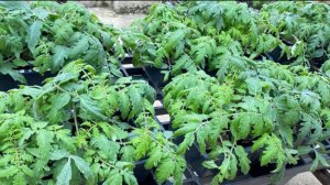 Рассада томатов и сладкого перца. 23 апреля 2025 года