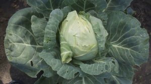 ультраранняя капуста парел