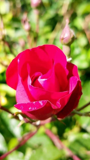 Майское утро в нашем саду, станица Динская Грабли live смотреть онлайн