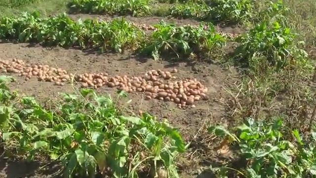 Картофель 2018 г.---"Славянка" выручает смотреть онлайн