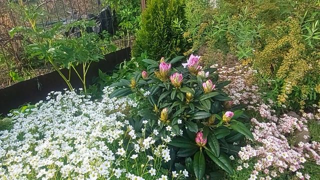 Дача.Утро.Зацветает рододендрон Бригитта🌸💗🌞 смотреть онлайн