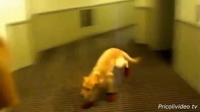 приколы с собаками,кошками самое смешное видео мира смотреть онлайн