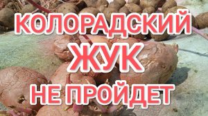 Как избавиться от колорадского жука до посадки картофеля