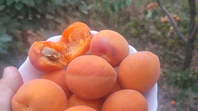 Абрикос сорт Фарбелі (apricot Farbaly) на 17.09.2024р Чудова нагод? смотреть онлайн